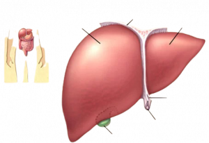 liver disease